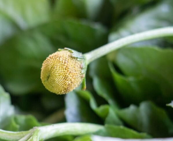 Imagem mostra flor de jambu, que é amarela e redonda - Metrópoles