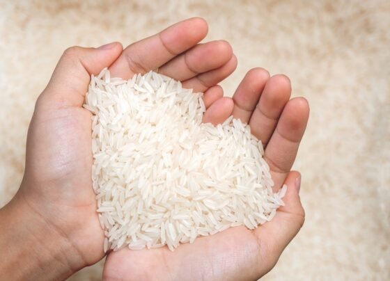 Foto colorida de mãos segurando grãos de arroz - Metrópoles