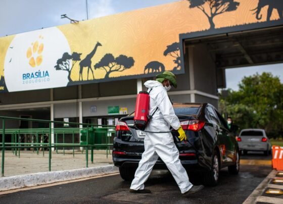 zoologico de brasilia gripe aviaria