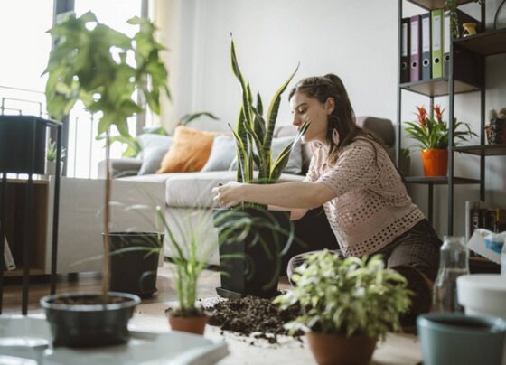 Plantas em casa