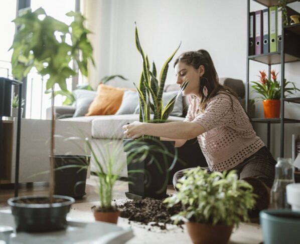 Plantas em casa