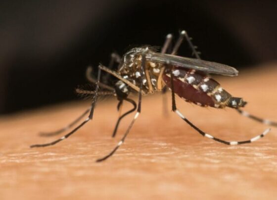 Imagem colorida do mosquito da dengue: Aedes aegypti - Metrópoles