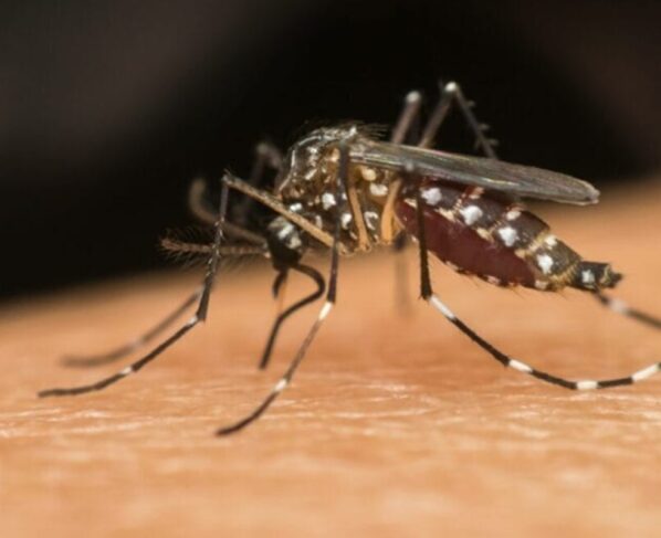 Imagem colorida do mosquito da dengue: Aedes aegypti - Metrópoles