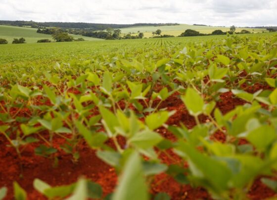 Atividade agrícola no Brasil (agronegócio)
