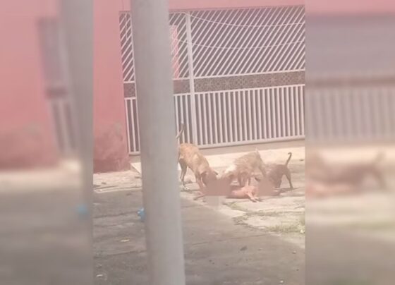 cachorros
