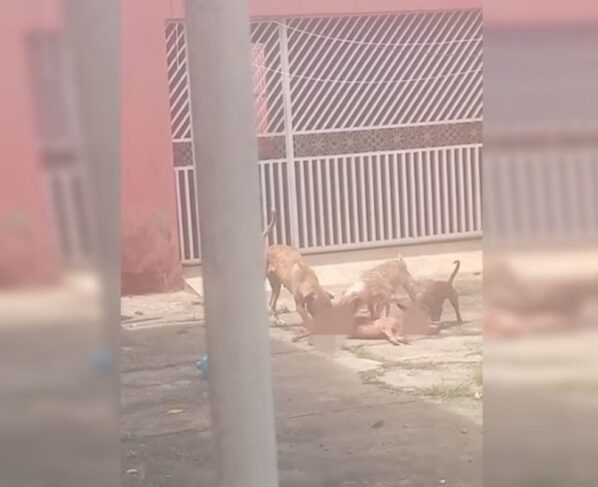 cachorros