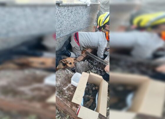 cadela com filhotes sendo resgatada