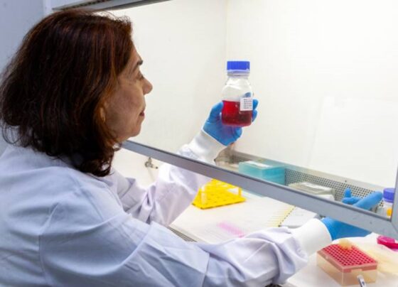 Técnicas de engenharia genética tem como objetivo aumentar o tempo de duração do anticorpo no organismo para a proteção durante a gravidez