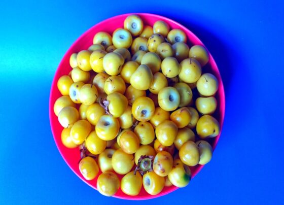 Frutas nanches amarelas em uma tigela vermelha com fundo azul. Frutos de Byrsonima crassifolia murici, nance, fruta com alto teor de vitamina C