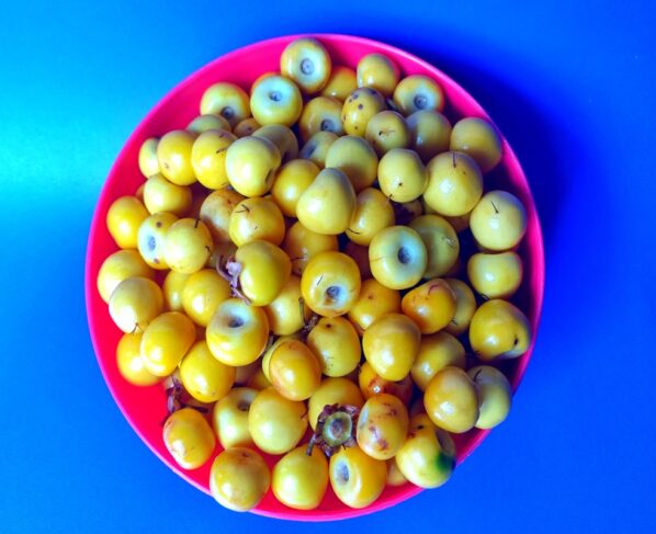 Frutas nanches amarelas em uma tigela vermelha com fundo azul. Frutos de Byrsonima crassifolia murici, nance, fruta com alto teor de vitamina C