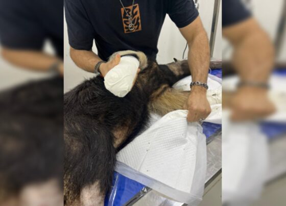 Foto colorida de tamanduá com ataduras nas patas