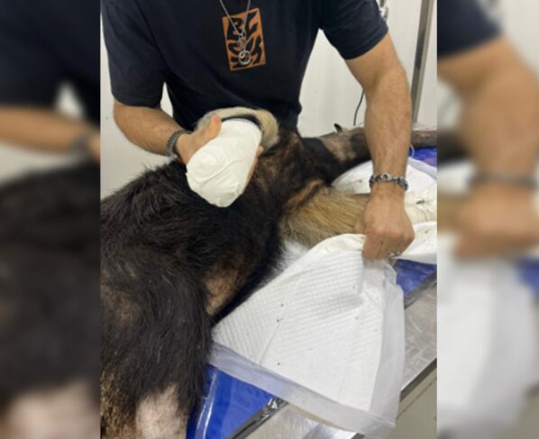 Foto colorida de tamanduá com ataduras nas patas