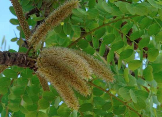 Foto colorida de folhas verdes - Metrópoles.