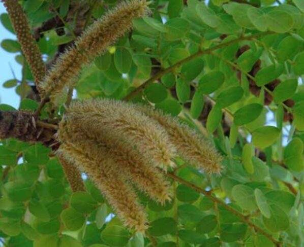 Foto colorida de folhas verdes - Metrópoles.