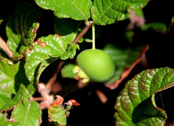 Foto colorida de gabiroba, fruto adoçicado - Chá anti-inflamatório regula intestino e pode ajudar a emagrecer