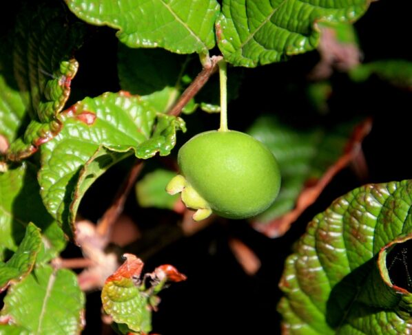 Foto colorida de gabiroba, fruto adoçicado - Chá anti-inflamatório regula intestino e pode ajudar a emagrecer