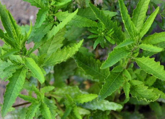 Imagem colorida das folhas de mastruz - Metrópoles