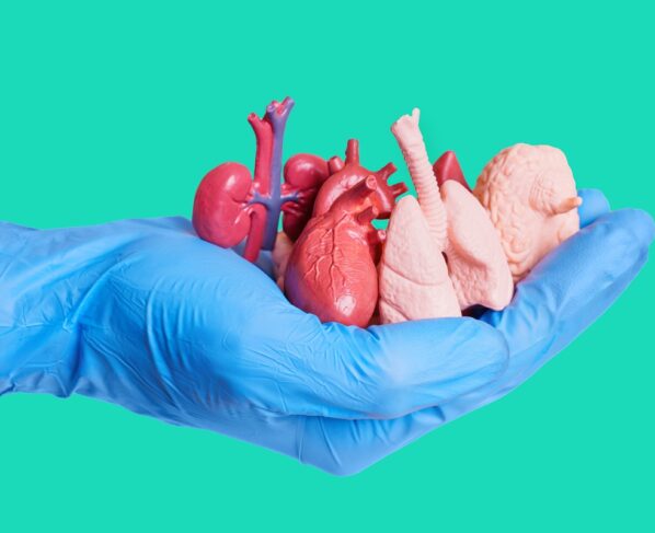 Close-up de uma mão usando uma luva cirúrgica azul segurando um punhado de réplicas anatômicas em miniatura de órgãos humanos isolados em verde. Doar órgãos, doação de órgãos Metrópoles