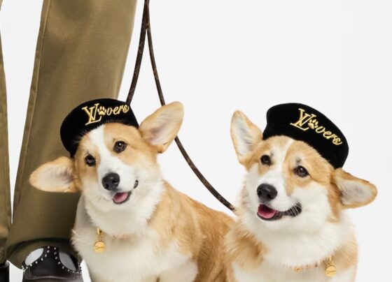 Imagem colorida de cachorros usando boinas