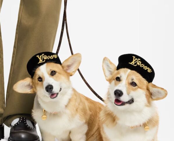 Imagem colorida de cachorros usando boinas