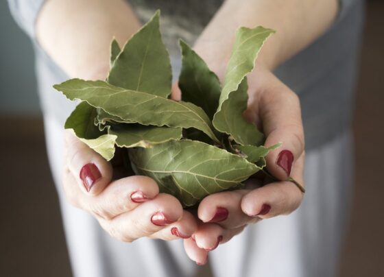 Foto colorida de mão segurando folhas de louro - Metrópoles