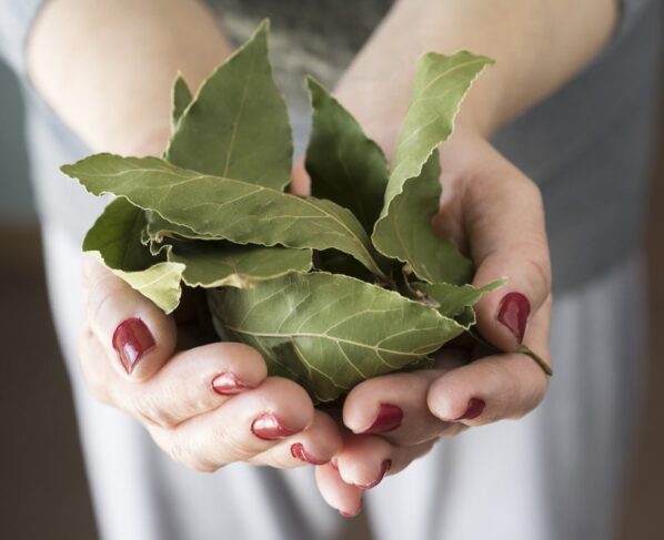 Foto colorida de mão segurando folhas de louro - Metrópoles