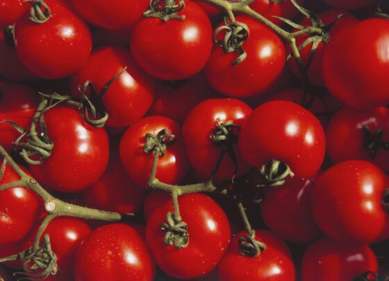 Foto de estoque de tomates maduros - Metrópoles