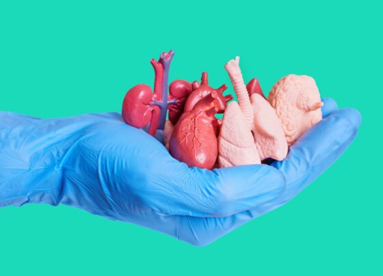 Close-up de uma mão usando uma luva cirúrgica azul segurando um punhado de réplicas anatômicas em miniatura de órgãos humanos isolados em verde. Doar órgãos, doação de órgãos Metrópoles