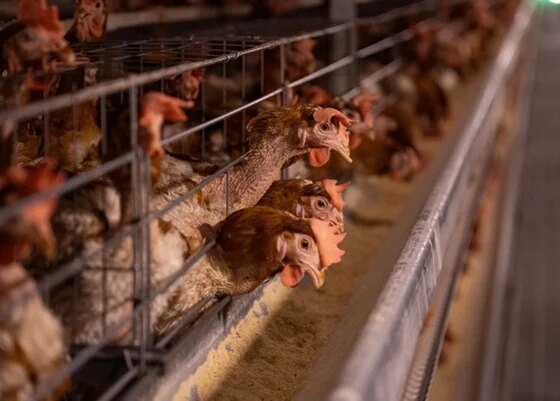 Pandemias: gripe aviária pode ser mais grave que Covid, diz cientista - destaque galeria