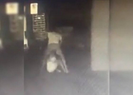 Homem é preso por espancar mulher em elevador; ela caiu do 10º andar - destaque galeria