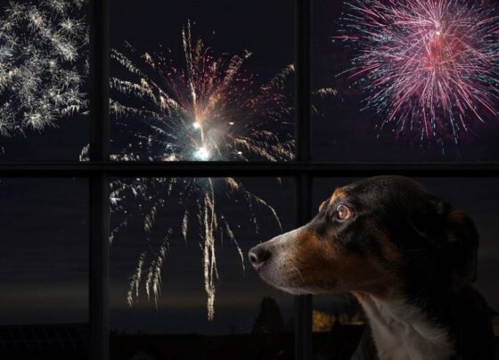 Na foto temos um cachorro virado de lado olhando para fora de uma janela onde se ve fogos de artificio
