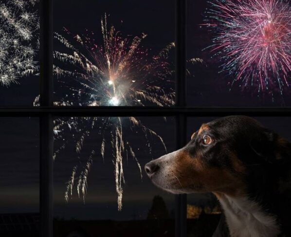 Na foto temos um cachorro virado de lado olhando para fora de uma janela onde se ve fogos de artificio