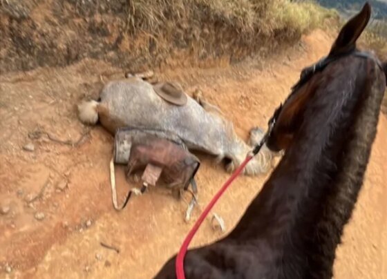SP: tutor que mutilou patas de cavalo é condenado a 11 meses de prisão - destaque galeria