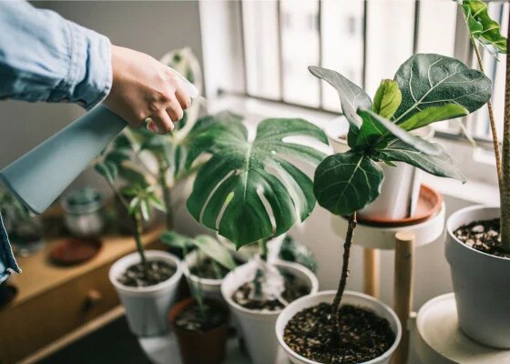 Saiba por que você deve colocar dentes de alho ao redor das plantas - destaque galeria