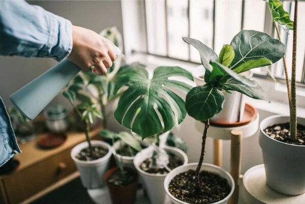 Saiba por que você deve colocar dentes de alho ao redor das plantas - destaque galeria