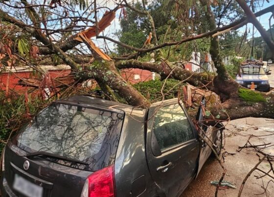 Árvore cai e destrói carro de brasiliense na Chapada dos Veadeiros - destaque galeria
