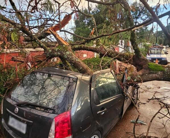 Árvore cai e destrói carro de brasiliense na Chapada dos Veadeiros - destaque galeria