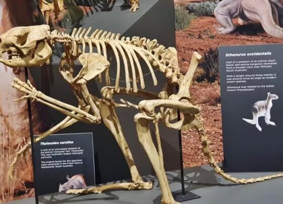 Canguru pré histórico