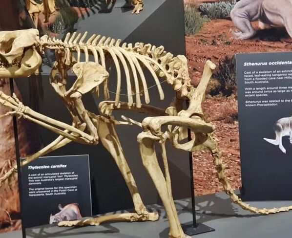 Canguru pré histórico