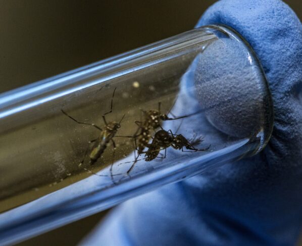 Foto colorida de mosquito da dengue - Aedes aegypti: quem ele pica, quando ataca e como ocorre a transmissão - Metrópoles