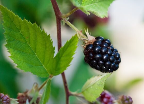 Foto colorida de folha de amora com foco em fruta madura, com cor escura, ainda no pé - Metrópoles.