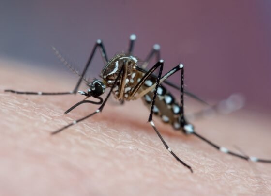Mosquito vetor de doenças tropicais que pica a pele humana e suga sangue, conhecido transmissor de chikungunya, dengue e febre amarela, no Brasil é comumente chamado de mosquito da dengue. Metrópoles