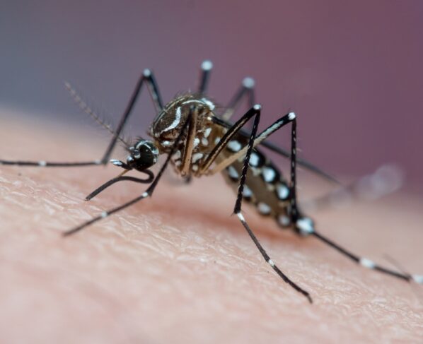 Mosquito vetor de doenças tropicais que pica a pele humana e suga sangue, conhecido transmissor de chikungunya, dengue e febre amarela, no Brasil é comumente chamado de mosquito da dengue. Metrópoles
