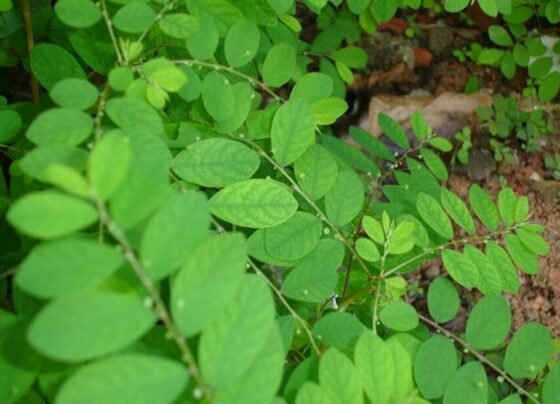 Imagem mostra a planta quebra-pedra, uma folha pequena e ramificada - Metrópoles