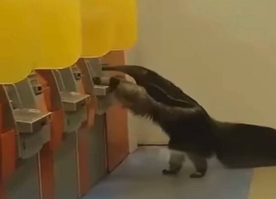 Tamanduá é flagrado dentro de uma agência bancário no Entorno do DF