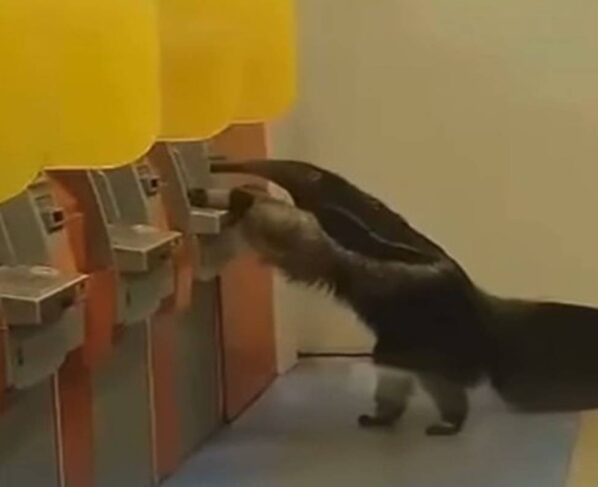 Tamanduá é flagrado dentro de uma agência bancário no Entorno do DF