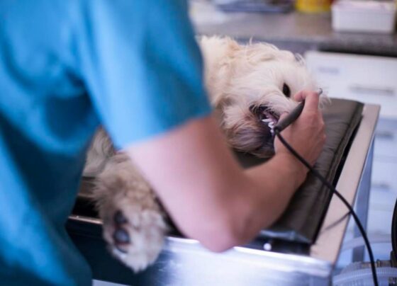 cachorro no veterinário