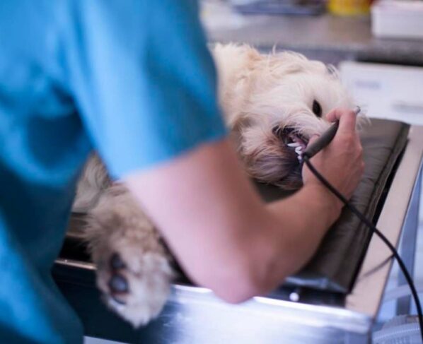 cachorro no veterinário
