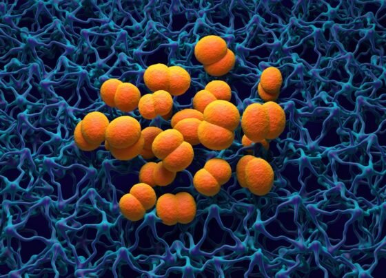 Ilustração da bactéria causadora da meningite (laranja). A Neisseria meningitidis, ou meningococo, é uma bactéria do gênero Cocco que é a principal causa da meningite meningocócica. Metrópoles