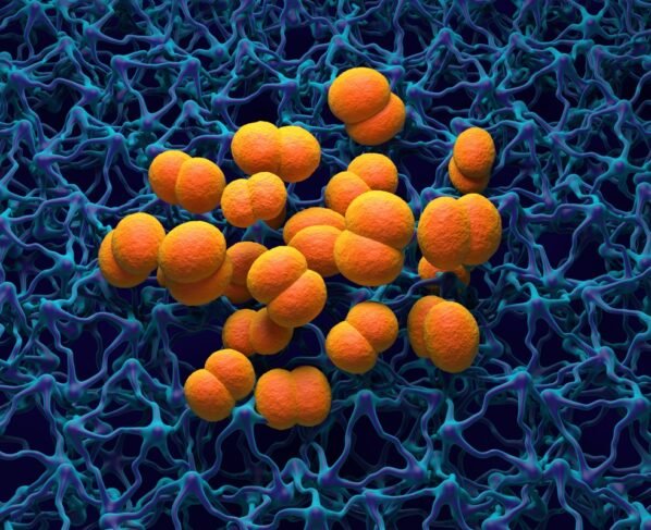 Ilustração da bactéria causadora da meningite (laranja). A Neisseria meningitidis, ou meningococo, é uma bactéria do gênero Cocco que é a principal causa da meningite meningocócica. Metrópoles